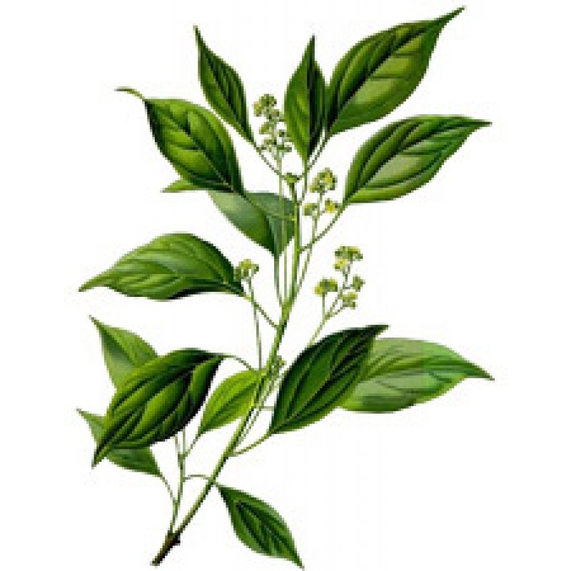 Camphor Oil (Λάδι Καμφοράς)